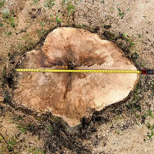 Tree stump size