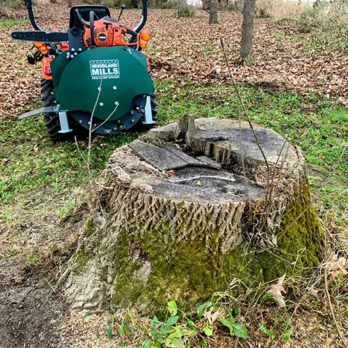 Grinder with tree stump